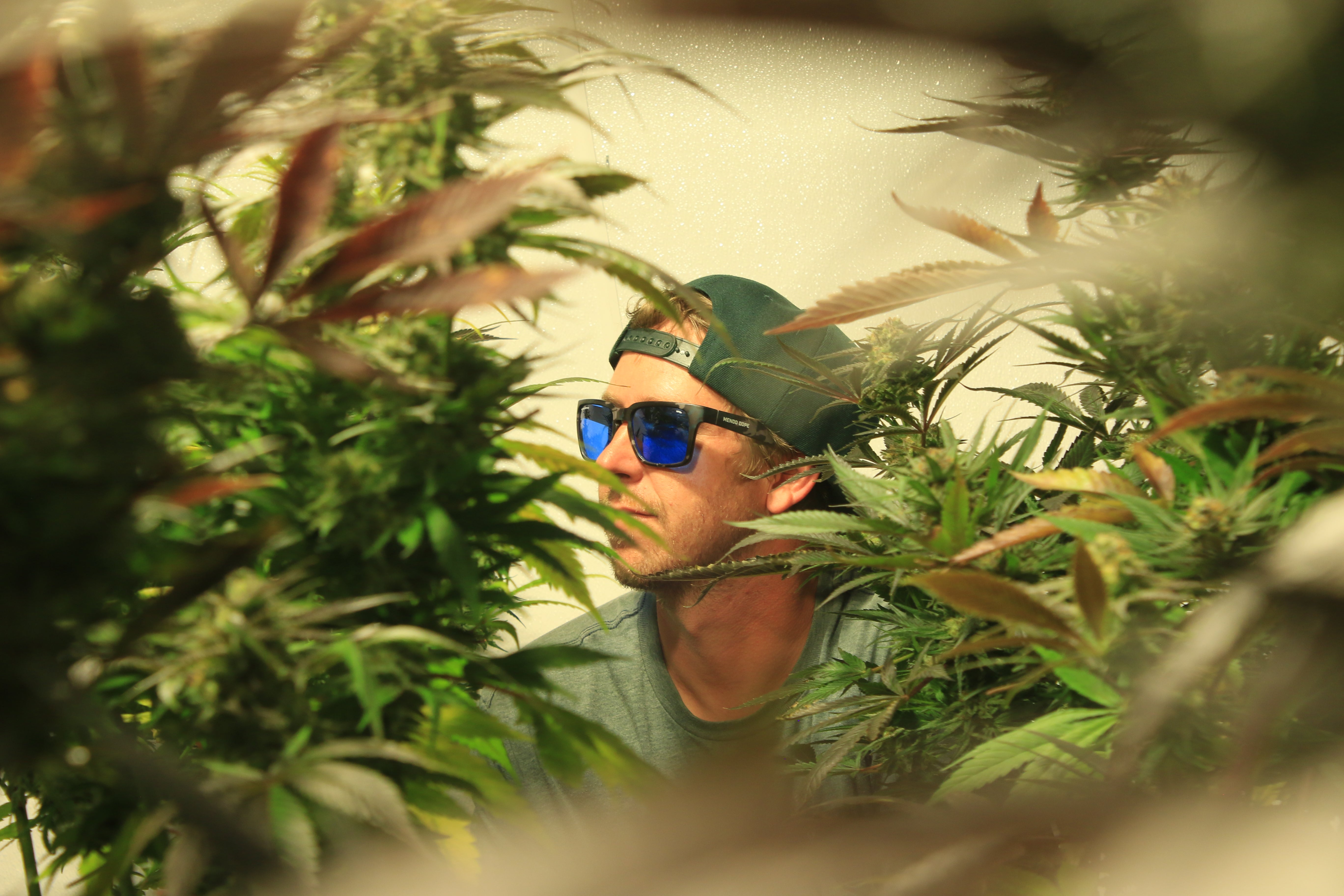 Everything Under the Sun: Buds, Rhymes & Life with Mendo Dope