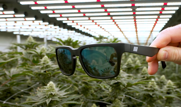 Full Spectrum Grow Glasses - seeing your harvest safely and accurately under grow lights.