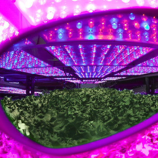 Blurple LED Grow Room Glasses
