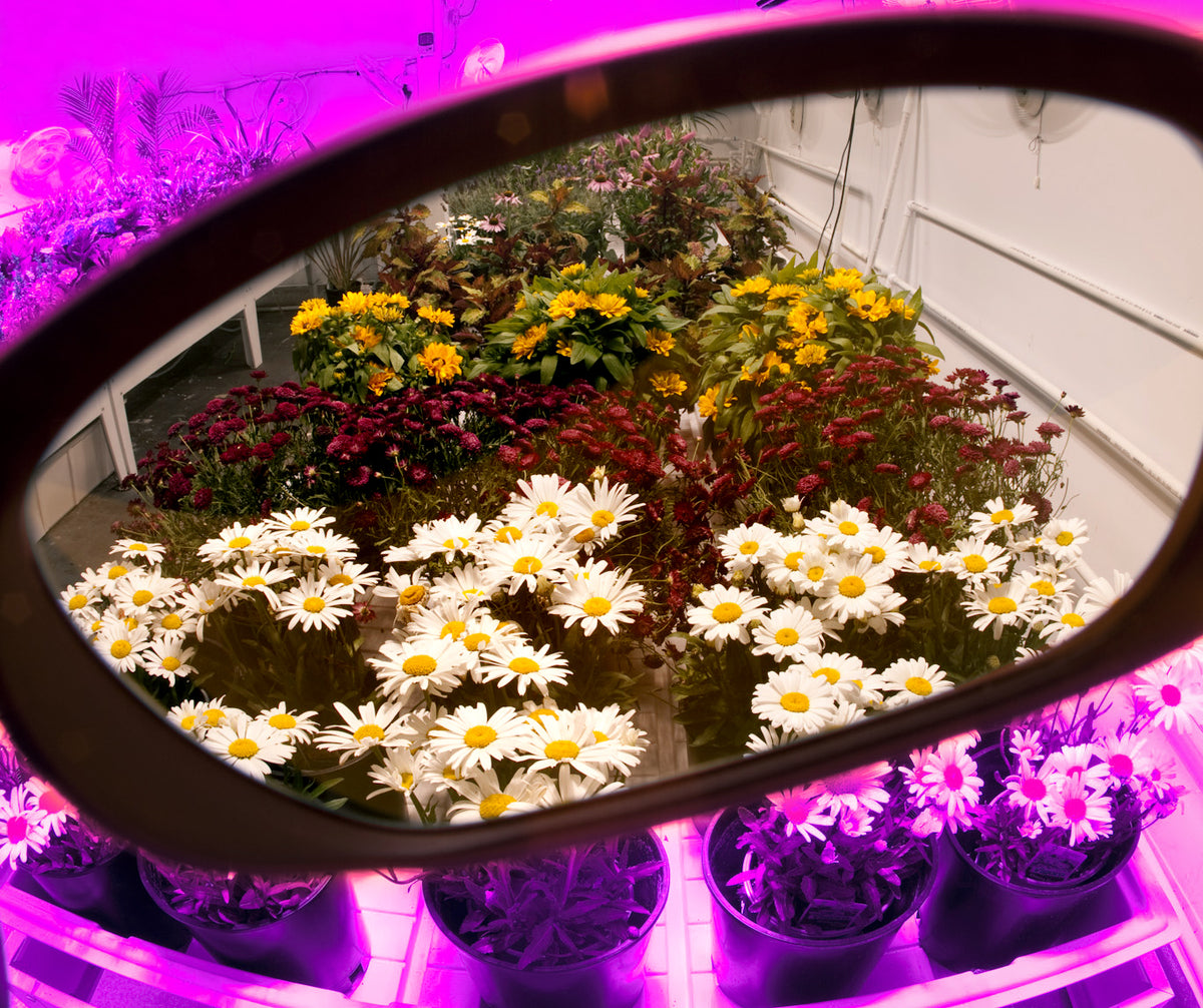 Blurple LED Photo Filters