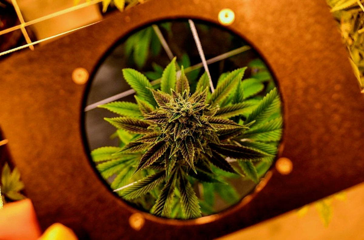 Photo Filters for Grow Rooms